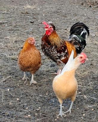 Galline nane da cova e galli millefiori