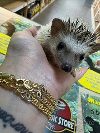 Ricci Africani - Disponibili da Jurassic Store