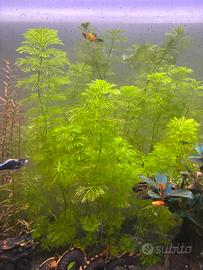 Pianta facile acquario limnophila sessiflora