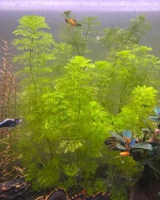 Pianta facile acquario limnophila sessiflora