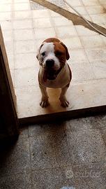 Pitbull 