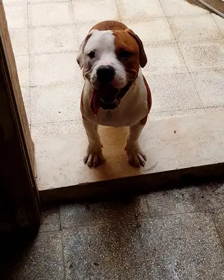 Pitbull 