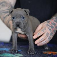 Cuccioli Blue e Black di Pit Bull con Pedigree