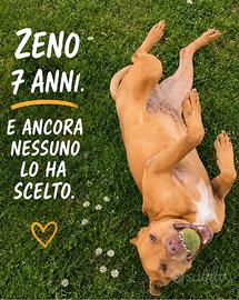 Zeno tenero meticcio