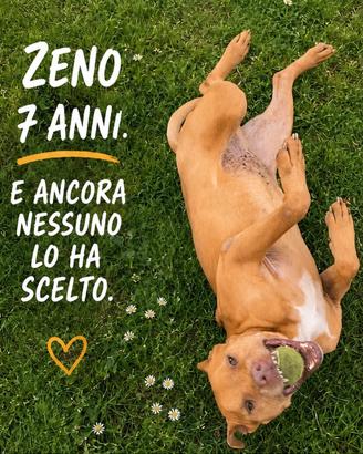 Zeno tenero meticcio