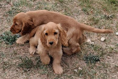 cocker pedigree ENCI 