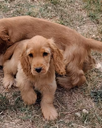 cocker pedigree ENCI 