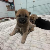 Cuccioli Shiba Inu
