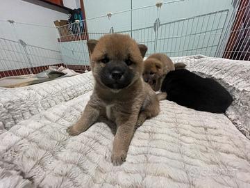 Cuccioli Shiba Inu