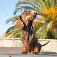 Bassotto kaninchen per monta Pedigree