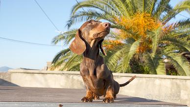 Bassotto kaninchen per monta Pedigree