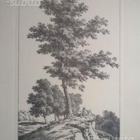 Stampe Riproduzioni Alberi