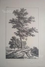 Stampe Riproduzioni Alberi
