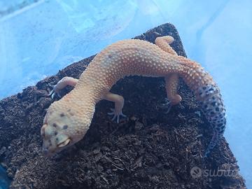 Gechi leopardini allevamento