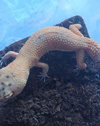 Gechi leopardini allevamento