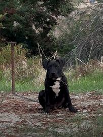 Cucciolo pitbull 4 mesi