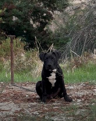 Cucciolo pitbull 4 mesi