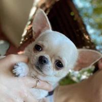 Chihuahua maschio pelo corto