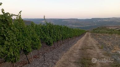 Tenuta Agricola 2,74 ha con Vigneto Produttivo e U