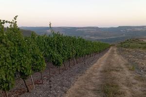 Tenuta Agricola 2,74 ha con Vigneto Produttivo e U