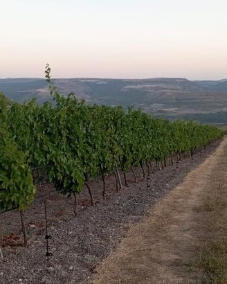 Tenuta Agricola 2,74 ha con Vigneto Produttivo e U