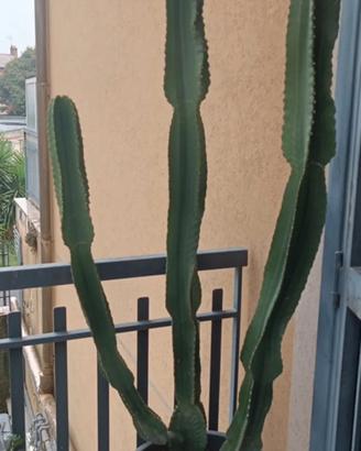 pianta grassa 