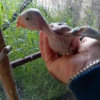 Parrocchetto dal collare