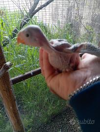 Parrocchetto dal collare