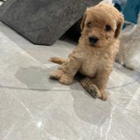 Disponibili cuccioli di Barboncino Nano