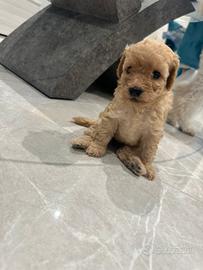 Disponibili cuccioli di Barboncino Nano