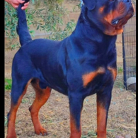 Rottweiler
