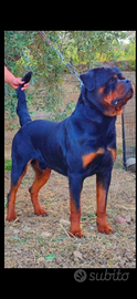 Rottweiler