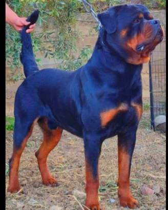 Rottweiler