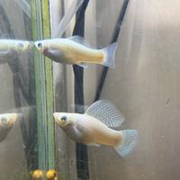 Velifere pinna a velo