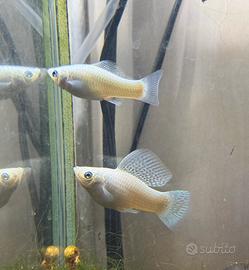 Velifere pinna a velo