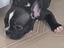 Immagine 2