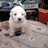 Cucciolo di maremmano abruzzese