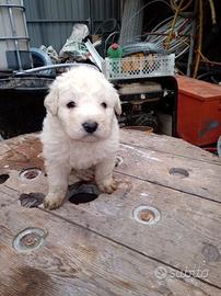 Cucciolo di maremmano abruzzese