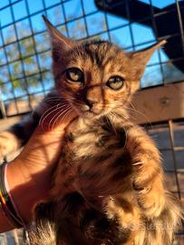 Gatto del bengala