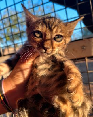 Gatto del bengala