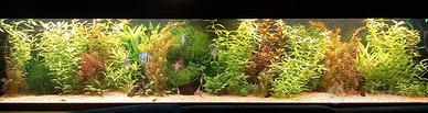 Piante per acquario