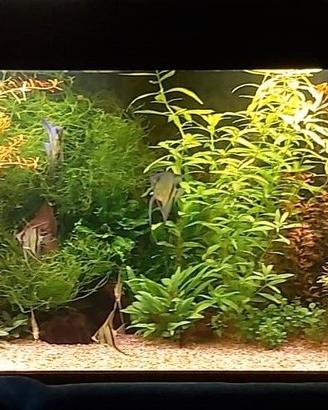 Piante per acquario