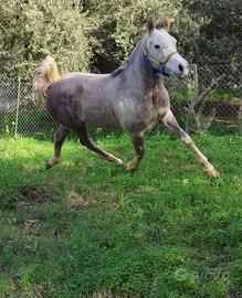 Cavalla orientale