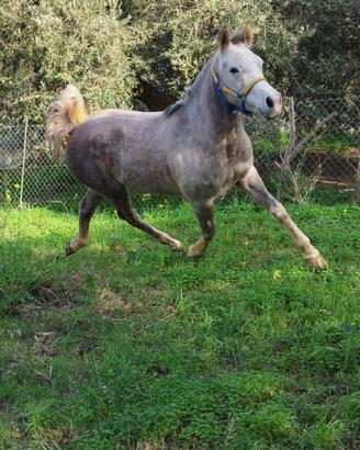 Cavalla orientale