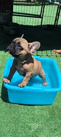 Bulldog francese coll blu