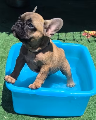 Bulldog francese coll blu