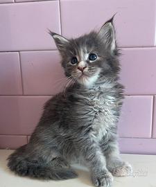 Maine Coon 2 maschi e 1 femminucia