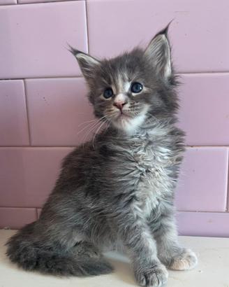 Maine Coon 2 maschi e 1 femminucia