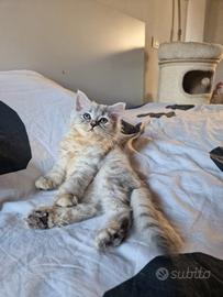 Splendido cucciolo british silver shaded 