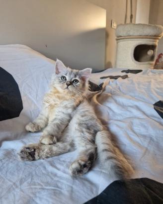 Splendido cucciolo british silver shaded 